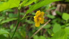 Pavonia sepium