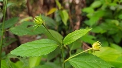 Pavonia sepium