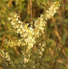 Struthiola hirsuta