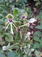 Habenaria lucaecapensis