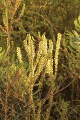 Struthiola hirsuta