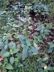 Habenaria lucaecapensis