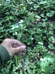Borodinia canadensis