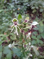 Habenaria lucaecapensis