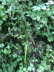 Borodinia canadensis