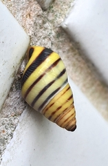 Drymaeus rufolineatus