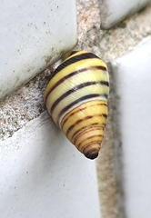 Drymaeus rufolineatus