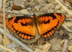 Byblia anvatara acheloia