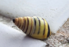 Drymaeus rufolineatus