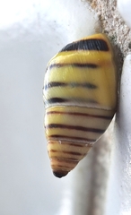 Drymaeus rufolineatus
