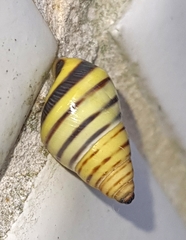Drymaeus rufolineatus