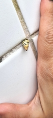 Drymaeus rufolineatus