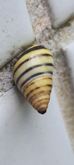 Drymaeus rufolineatus
