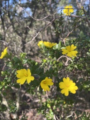 Hibbertia hirticalyx