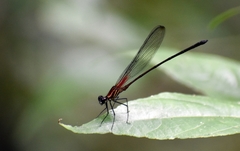 Hetaerina fuscoguttata