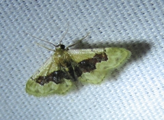 Idaea gemmata