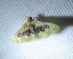 Idaea gemmata