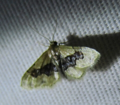 Idaea gemmata
