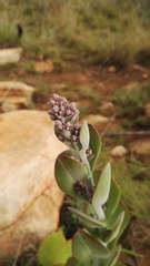 Kalanchoe thyrsiflora