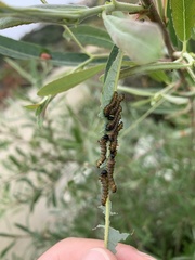 Oedemasia concinna