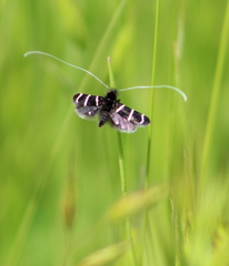 Adela trigrapha