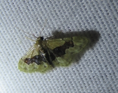 Idaea gemmata