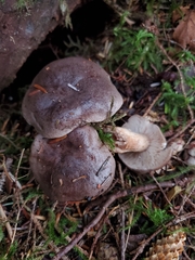 Lactarius kauffmanii
