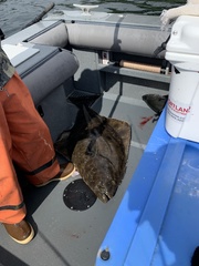 Hippoglossus stenolepis