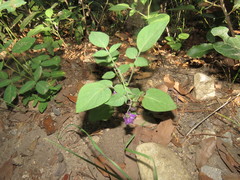 Solanum stoloniferum