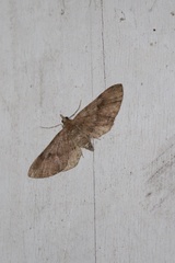 Eupithecia unicolor