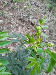Senna stipulacea