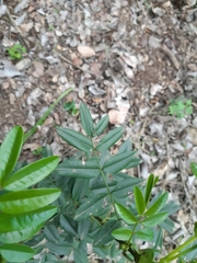 Senna stipulacea