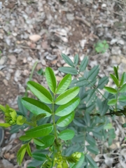 Senna stipulacea
