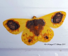 Plutodes lamisca