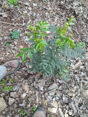 Senna stipulacea