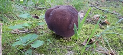 Tylopilus alboater