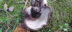 Tylopilus alboater