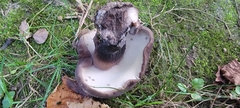 Tylopilus alboater