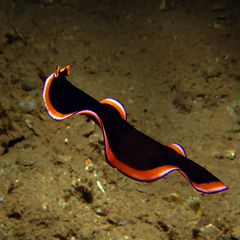 Pseudobiceros gloriosus