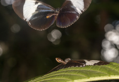 Heliconius cydno