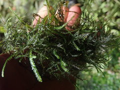 Austrothamnium pandum