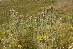 Protea coronata