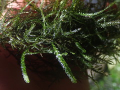 Austrothamnium pandum