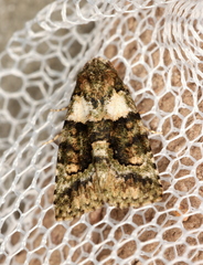 Pherechoa crypsichlora