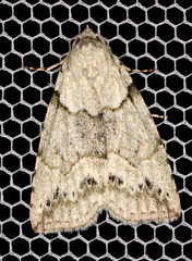 Calathusa basicunea
