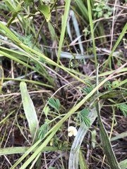 Aeschynomene viscidula