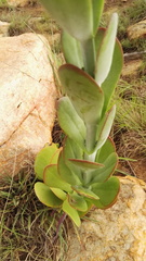 Kalanchoe thyrsiflora