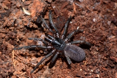 Chenistonia maculata