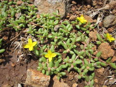 Portulaca quadrifida