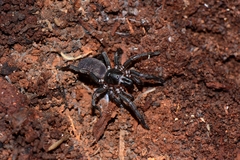 Chenistonia maculata